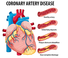 Empagliflozin Attenuates Arterial Dysfunction in Aged Mice